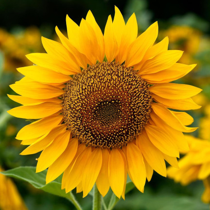 W1231 ESSBARE GARTEN-SONNENBLUME GESTREIFTES SAATGUT ZUR AUSSAAT SONNENBLUME 10G