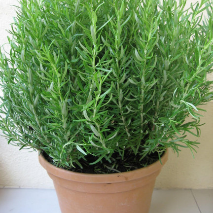 Z3028 ROSMARIN AROMATISCHE KRÄUTER SAMEN MEHRJÄHRIG 0.1G