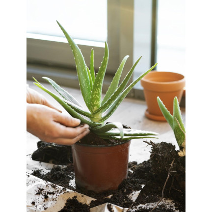 BIO10 ERDE FÜR KAKTEEN UND SUKKULENTEN ALOE VERA DURCHLÄSSIG 5L
