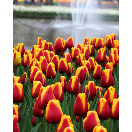 Tulpe „Dow Jones“, Tulpenzwiebeln, Blumenzwiebeln, Größe 9/10, 50 Stück 