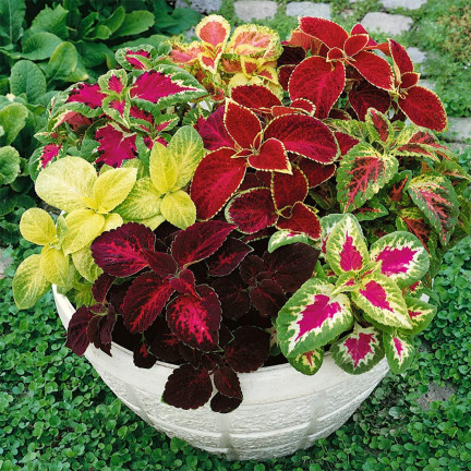 R6663 KOLEUS BRENNNESSEL 0,2G BLUMENSAMEN REGENBOGENMISCHUNG