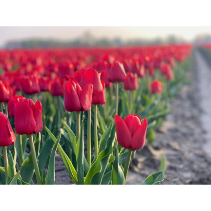 CEB12 TULIPAN BLOOMS CEB12 TULIPAN BLOOMS CEB12 TULIPAN BLOOMS CEB12 TULIPAN BLOOMS CEB12 TULIPAN BLOOMS CEB12 TULIPAN BLOOMS rot 