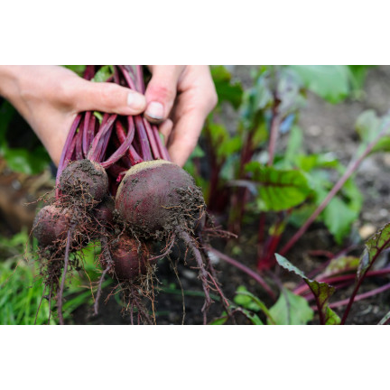 W0012 ROTE BETE KUGEL 2 10G ROTE BETE SAMEN