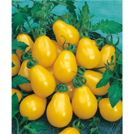 W2993 GEMAHLENE KIRSCHTOMATE HOCH PERUN 0,5G SAMEN PRODUKTIV