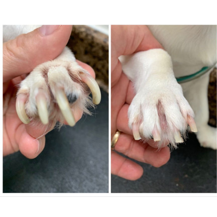 XA153 HUNDEKRALLENSCHERE KATZENKRALLEN TIERKRALLEN
