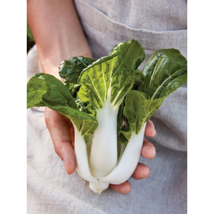 W3779 CHINESISCHER PAK CHOI KOHL 1G CHINESISCHE KOHLSAMEN TORAF