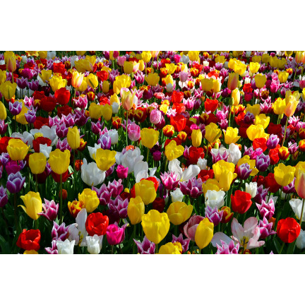 Tulpen-Pflückgarten-Mischung, Tulpenzwiebeln in verschiedenen Sorten, Größe 9,5/10, 50 Stück