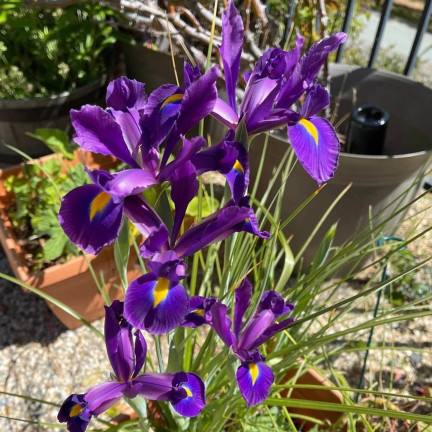 Holländische Iris „Purple Sensation“, Blumenzwiebeln, Größe 6/7, 50 Stück