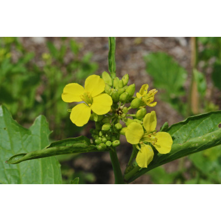 Z5918 Sareps-Senf 1000 g