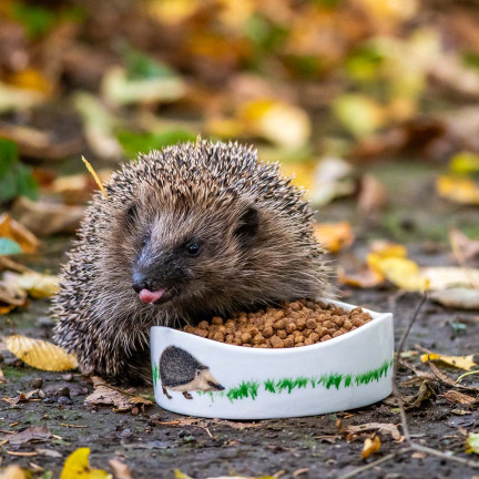 Futter für freilebende Igel, Alleinfuttermittel, proteinreich, Turdus 500 g