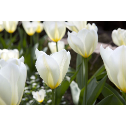 Tulipe „Purissima“, Tulpenzwiebeln, Blumenzwiebeln, Größe 9,5/10, 50 Stück.