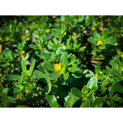 W1768 GEMÜSE PORTULAK SAMEN 1G TORAF SCHMACKHAFT GESUND SUPERFOOD OMEGA-3