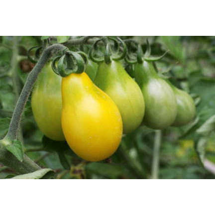 W2993 GEMAHLENE KIRSCHTOMATE HOCH PERUN 0,5G SAMEN PRODUKTIV