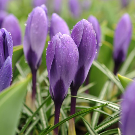 Krokus „Aqua“, Blumenzwiebeln, Krokuszwiebeln, Größe 6/7, 50 Stück.