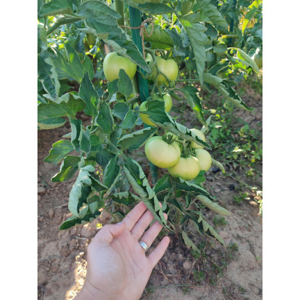SUM38 help plant ca, flüssiges Kalzium, Dünger für Bäume, Sträucher, Obst und Gemüse, 20 ml, zur Behebung von Mangelerscheinungen