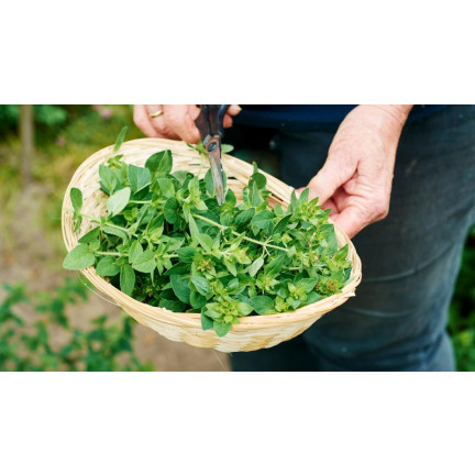 Z3026 OREGANO OREGANO KRÄUTERSAMEN AROMATISCHES KRAUT FÜR JEDE KÜCHE 0.5G