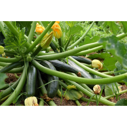 W1032 SCHWARZE SCHÖNHEIT Cucurbita pepo L. 5G