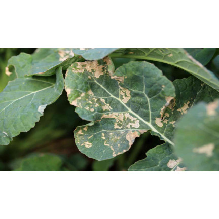 SUM37 Help Plant B Bor-Mangelspray 20 ml, Bekämpft die Krautfäule