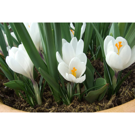 CEB11 KROKUS JEANNE D'ARC WEISSE BLUMENZWIEBELN 50 STK.