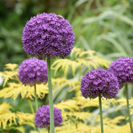 CEB22 GIGANT GORGEOUS Knoblauchzwiebel Blumenzwiebel ALLIUM GLADIATOR 1St. 20/+