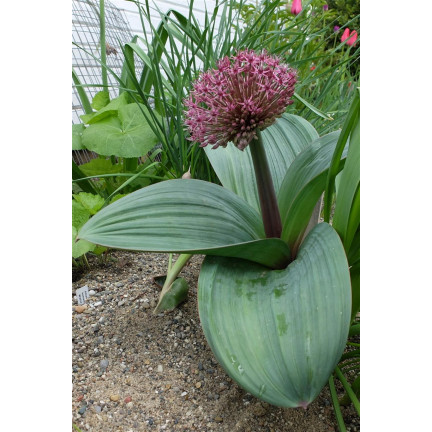 Allium-Blumenzwiebeln, Knoblauch „Red Giant“, Größe 10/12, 10 Stück