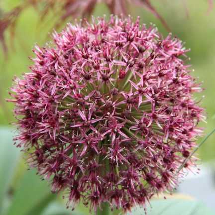 Allium-Blumenzwiebeln, Knoblauch „Red Giant“, Größe 10/12, 10 Stück