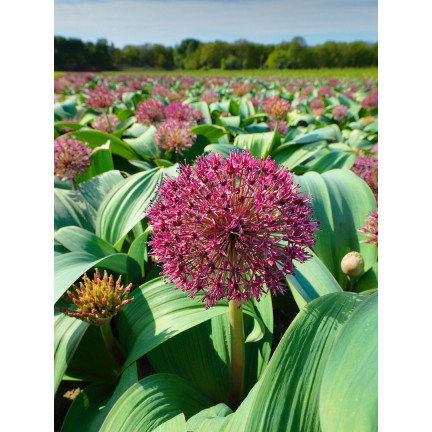 Allium-Blumenzwiebeln, Knoblauch „Red Giant“, Größe 10/12, 10 Stück