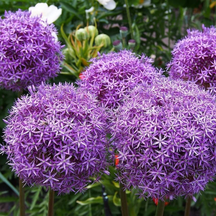 CEB22 GIGANT GORGEOUS Knoblauchzwiebel Blumenzwiebel ALLIUM GLADIATOR 1St. 20/+