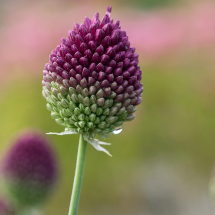 Kopfknoblauch (Allium sphaerocephalon), Blumenzwiebeln, Größe 4/5, 50 Stück.
