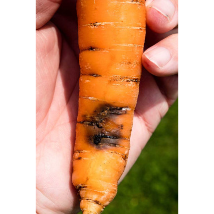 SUM39 Sumin Help Plant CU 20ml Kupfermangel Pflanzenspray