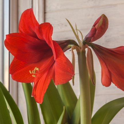 Hippeastrum „Zwartnica Red Lion“, Amaryllis, Größe 24/26, leuchtendes Rot, 1 Stück