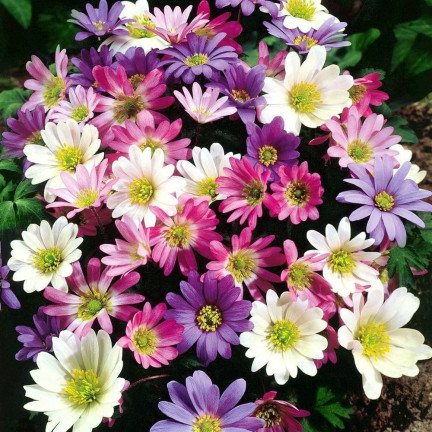 Anemone „Blanda Mixed“, Anemonen-Blumenzwiebeln, Größe 4/5, 50 Stück.