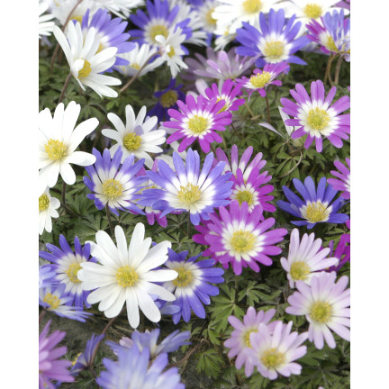 Anemone „Blanda Mixed“, Anemonen-Blumenzwiebeln, Größe 4/5, 50 Stück.