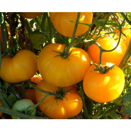 W1265 GEMAHLENE TOMATE TALL YELLOWSTONE SAMEN TOMATE SAFTIG GROSS 0.3G