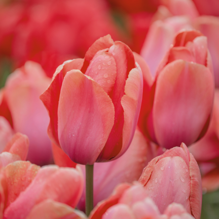 Tulpe „Apricot Impression“, Blumenzwiebeln, Tulpenzwiebeln, Größe 9/10, 50 Stück