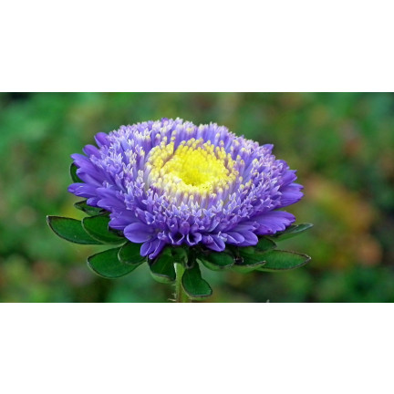 R4300 DUKE'S ASTER TALL ZEPHYR 1G SAMEN LILA UND WEISSE BLÜTEN