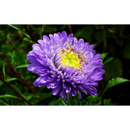 R4300 DUKE'S ASTER TALL ZEPHYR 1G SAMEN LILA UND WEISSE BLÜTEN