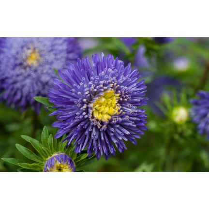 R4300 DUKE'S ASTER TALL ZEPHYR 1G SAMEN LILA UND WEISSE BLÜTEN