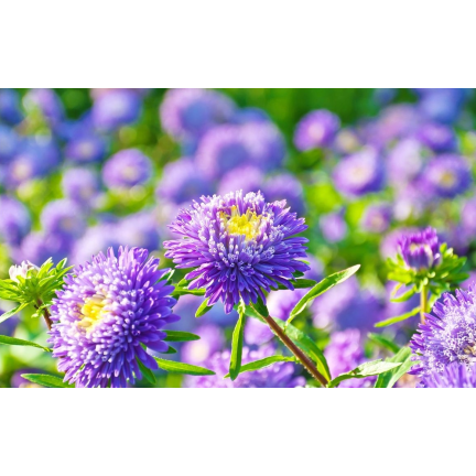 R4300 DUKE'S ASTER TALL ZEPHYR 1G SAMEN LILA UND WEISSE BLÜTEN