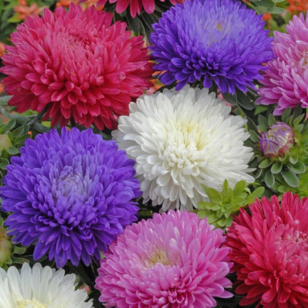 R2046 HOHE PFINGSTROSE ASTER MIX VOLLE MEHRFARBIGE EINJÄHRIGE BLÜTEN 1G