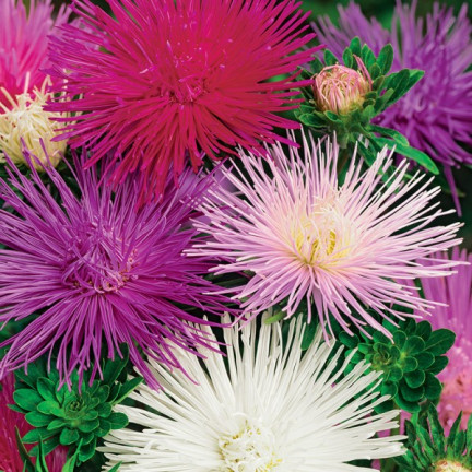 R0425 NADEL ASTER HOCH MIX FARBE 1 GR SAMEN SCHNITTBLUMEN UND BLUMENBEETE