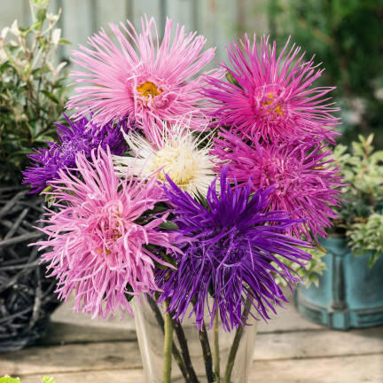 R0425 NADEL ASTER HOCH MIX FARBE 1 GR SAMEN SCHNITTBLUMEN UND BLUMENBEETE