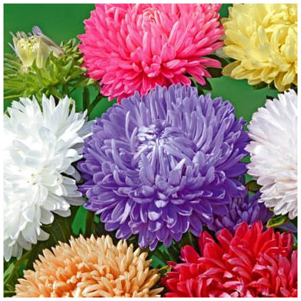 R2046 HOHE PFINGSTROSE ASTER MIX VOLLE MEHRFARBIGE EINJÄHRIGE BLÜTEN 1G