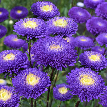 R4300 DUKE'S ASTER TALL ZEPHYR 1G SAMEN LILA UND WEISSE BLÜTEN