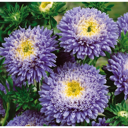 R4300 DUKE'S ASTER TALL ZEPHYR 1G SAMEN LILA UND WEISSE BLÜTEN