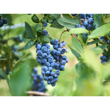 SUM12 Dünger für Heidelbeeren, Sumin, 1 kg, optimale Zusammensetzung, zur Düngung von Heidelbeeren