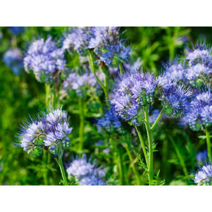 Blaue Phacelia, honigtragend, als Zwischenfrucht, Samen, Toraf, 50 g