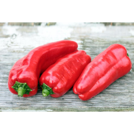 W1314 SMELLY PAPER MARCONI PLENTY OF SWEET FRUIT lang, konisch, rot Capsicum annuum L. 0,5G