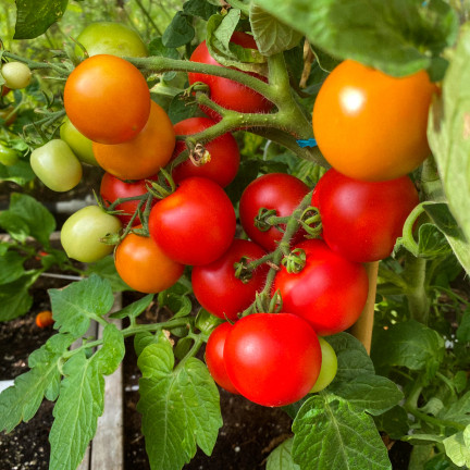Organischer Dünger für Tomaten und Gemüse, Sumin Organic, 1 kg, BIO-Granulat