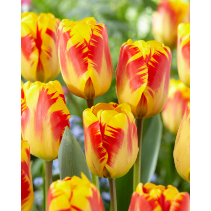CEB1 TULIP BANJA LUKA BLUMENZWIEBELN 50 STÜCK.